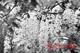 风吹腊肠花　飘落“黄金雨”