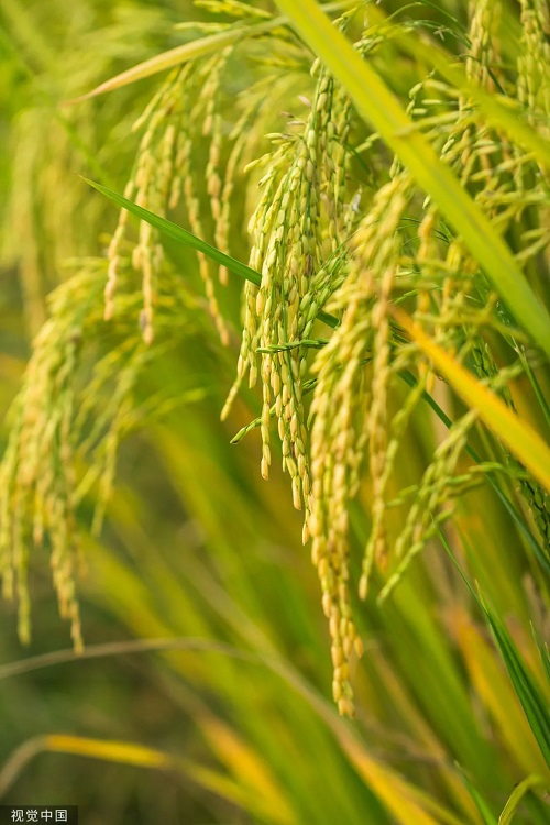 【网络中国节•小满】今日小满