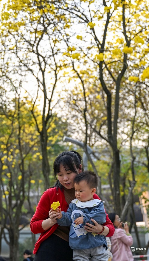 黄了黄了！福州人记忆中的它，回来了！